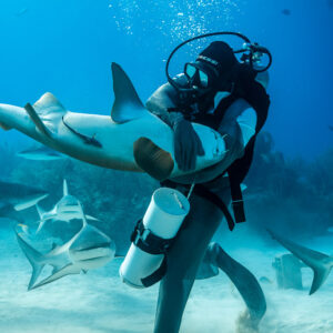 Chain-mail feeder kicking up sand as a reef shark rolls at his side, vertical, Shark Junction, Grand Bahama, Bahamas