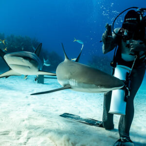 Deux requins de récif des Caraïbes passant devant le nourrisseur debout et son tube d’appât, Shark Junction, Grand Bahama, Bahamas