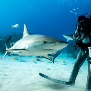 Caribbean reef shark in profile passing feeder's legs, yellowtail snappers around, Shark Junction, Grand Bahama, Bahamas