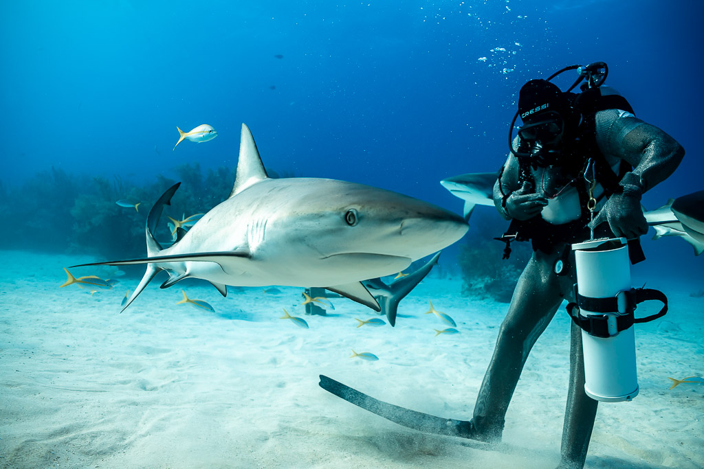 Caribbean reef shark in profile passing feeder's legs, yellowtail snappers around, Shark Junction, Grand Bahama, Bahamas