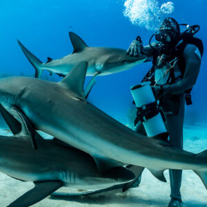 Caribbean reef sharks crowding in front of feeder, one touching his hand, Shark Junction, Grand Bahama, Bahamas
