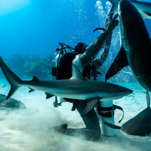 Reef shark rising vertically beside feeder in a thick sand cloud, Shark Junction, Grand Bahama, Bahamas