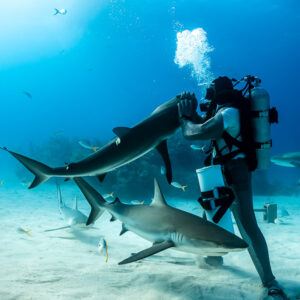 Feeder guiding a reef shark's snout near his mask, bubbles rising, wide view, Shark Junction, Grand Bahama, Bahamas