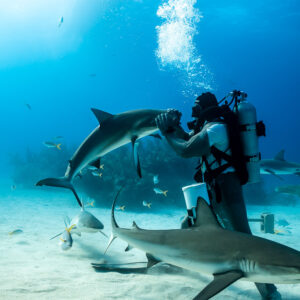 Feeder holding a reef shark by the snout while another passes below, Shark Junction, Grand Bahama, Bahamas