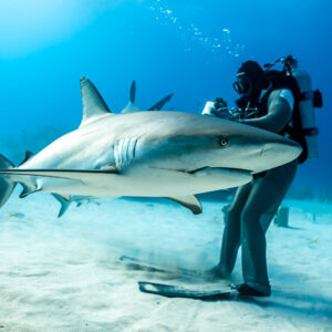 Caribbean reef shark in profile swimming past standing feeder in sunlight, Shark Junction, Grand Bahama, Bahamas