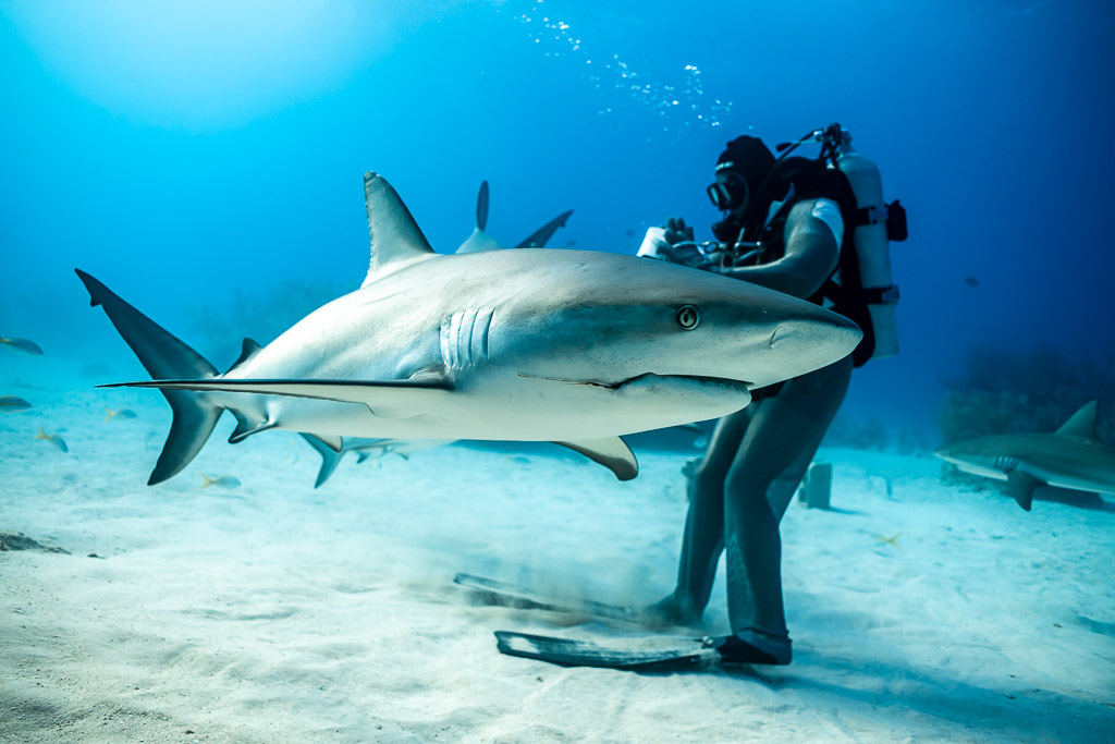 Caribbean reef shark in profile swimming past standing feeder in sunlight, Shark Junction, Grand Bahama, Bahamas