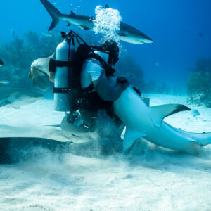 Nourrisseur agenouillé dans un nuage de sable tenant un requin de récif ventre en l’air, vue de dos, Shark Junction, Grand Bahama, Bahamas