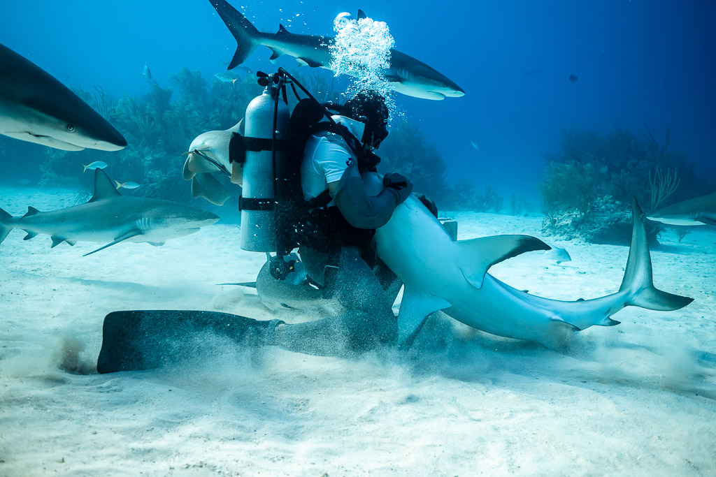 Feeder kneeling in a sand cloud cradling a belly-up reef shark, rear view, Shark Junction, Grand Bahama, Bahamas