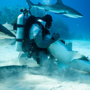 Nourrisseur vu de dos tenant un requin de récif retourné, d’autres tournant au-dessus, Shark Junction, Grand Bahama, Bahamas