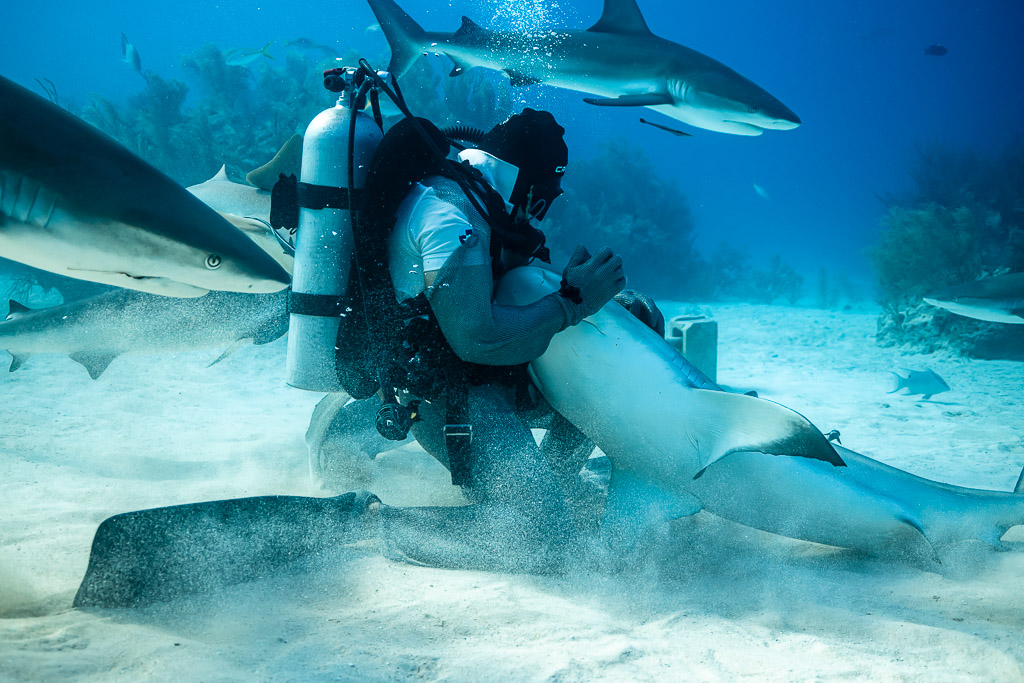 Rear view of feeder holding an inverted reef shark, others circling above, Shark Junction, Grand Bahama, Bahamas