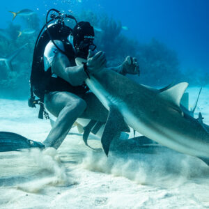 Feeder pressing a reef shark to his chest amid swirling sand, Shark Junction, Grand Bahama, Bahamas