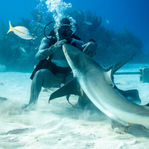 Feeder bending over a reef shark on the sand, yellowtail snapper above, Shark Junction, Grand Bahama, Bahamas