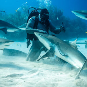 Reef shark sliding head-down past kneeling feeder, sharks circling behind, Shark Junction, Grand Bahama, Bahamas