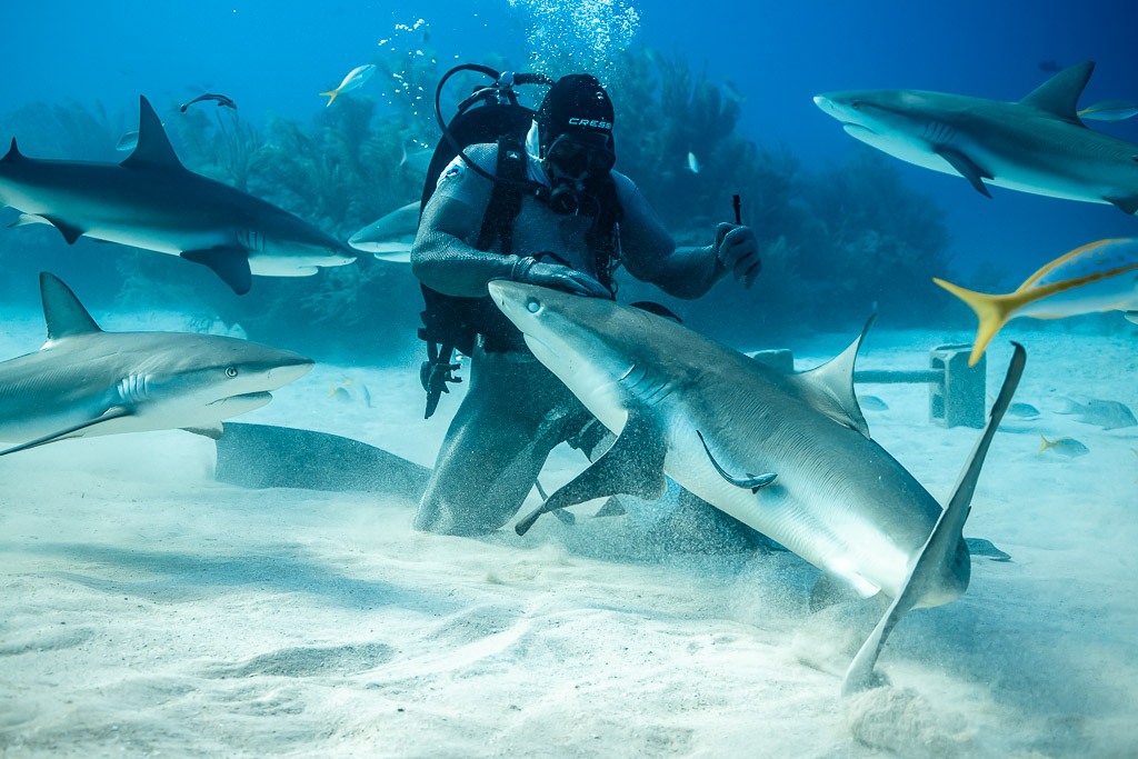 Reef shark sliding head-down past kneeling feeder, sharks circling behind, Shark Junction, Grand Bahama, Bahamas