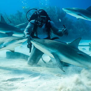 Two reef sharks passing under kneeling feeder's raised hands, Shark Junction, Grand Bahama, Bahamas