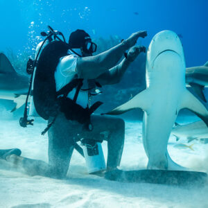 Caribbean reef shark held vertical on its tail before kneeling feeder, Shark Junction, Grand Bahama, Bahamas