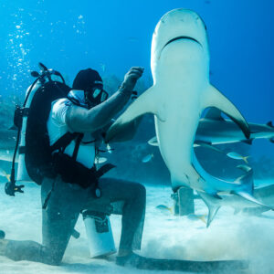 Feeder balancing a vertical reef shark, belly toward the camera, Shark Junction, Grand Bahama, Bahamas