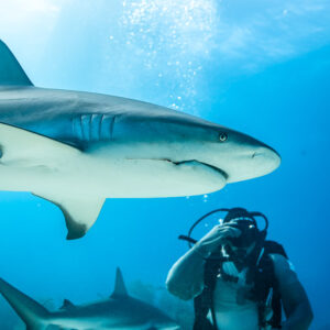 Low-angle Caribbean reef shark overhead, diver below in bright blue water, Shark Junction, Grand Bahama, Bahamas