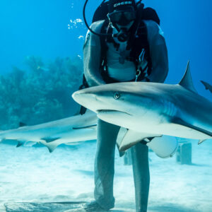 Head-on reef shark passing between feeder's hands and legs, Shark Junction, Grand Bahama, Bahamas