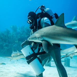 Feeder grasping a reef shark's head as it swims past the bait tube, Shark Junction, Grand Bahama, Bahamas