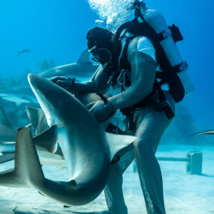 Caribbean reef shark curling around chain-mail feeder's arms, Shark Junction, Grand Bahama, Bahamas
