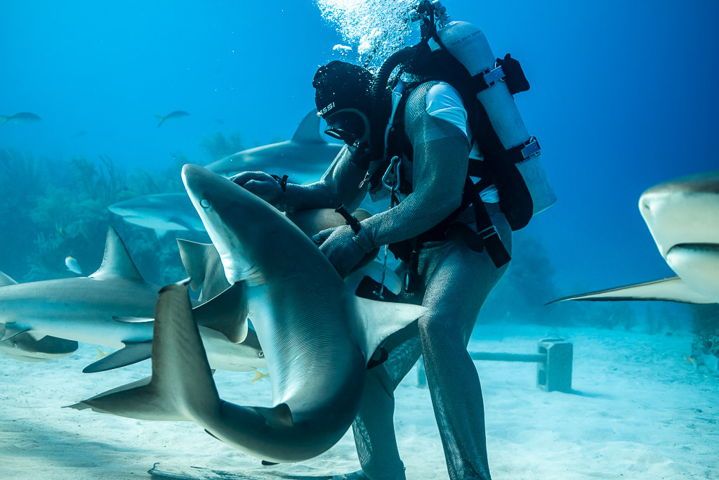 Caribbean reef shark curling around chain-mail feeder's arms, Shark Junction, Grand Bahama, Bahamas