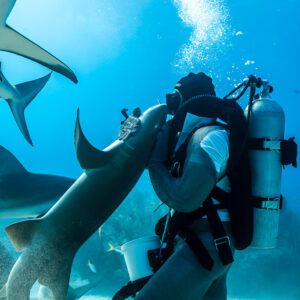 Nurse shark rearing up against feeder, reef sharks overhead, Shark Junction, Grand Bahama, Bahamas