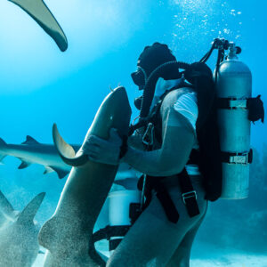 Nurse shark pressing upward along feeder's side, reef shark passing, Shark Junction, Grand Bahama, Bahamas