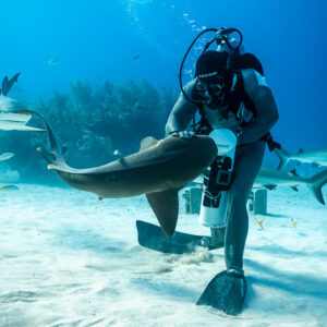 Nurse shark gliding at waist height beside standing feeder, wide view, Shark Junction, Grand Bahama, Bahamas