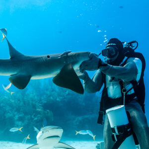 Nurse shark approaching feeder's outstretched hands in open water, Shark Junction, Grand Bahama, Bahamas