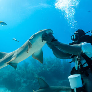Nurse shark rising to feeder's gloved hands, yellowtail snappers around, Shark Junction, Grand Bahama, Bahamas