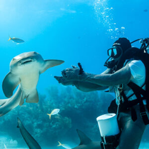 Head-on nurse shark facing feeder's outstretched chain-mail gloves, Shark Junction, Grand Bahama, Bahamas