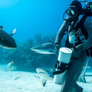 Shark plunging head-down toward feeder holding his bait tube, Shark Junction, Grand Bahama, Bahamas