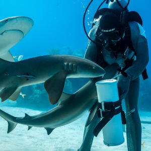 Deux requins-nourrices se croisant devant le nourrisseur, requin de récif au-dessus, Shark Junction, Grand Bahama, Bahamas