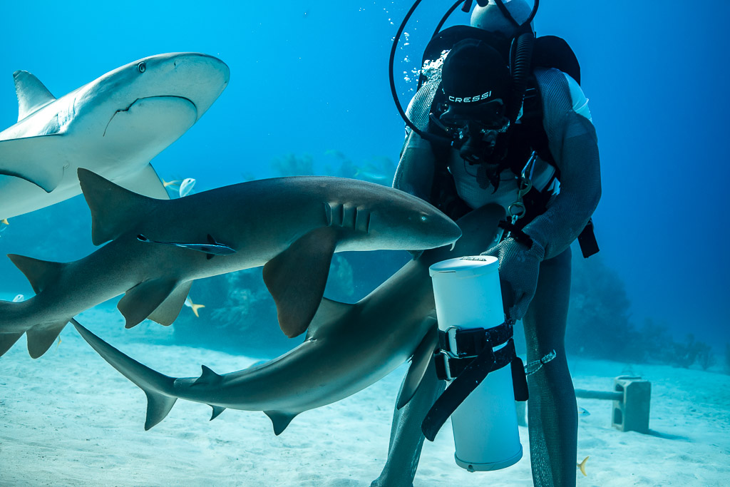 Deux requins-nourrices se croisant devant le nourrisseur, requin de récif au-dessus, Shark Junction, Grand Bahama, Bahamas