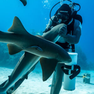 Two nurse sharks swimming close past feeder at bait tube level, Shark Junction, Grand Bahama, Bahamas