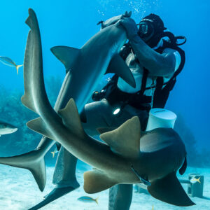 Nurse shark curling up against feeder's chest, reef sharks nearby, Shark Junction, Grand Bahama, Bahamas
