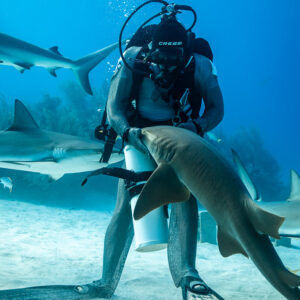Nurse shark wrapping around feeder's legs, reef sharks cruising behind, Shark Junction, Grand Bahama, Bahamas