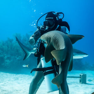 Nurse shark draped over feeder's arm, belly and gill slits visible, Shark Junction, Grand Bahama, Bahamas