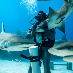 Nurse shark nuzzling feeder's mask as reef sharks swim close, Shark Junction, Grand Bahama, Bahamas