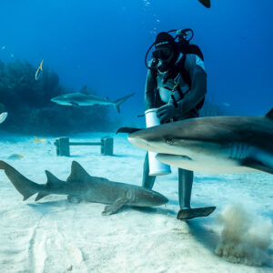 Caribbean reef shark close-up passing feeder, nurse shark on the sand, Shark Junction, Grand Bahama, Bahamas