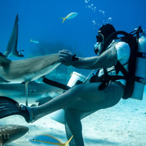 Reef shark nosing at feeder's hand as he stretches out a fin, Shark Junction, Grand Bahama, Bahamas