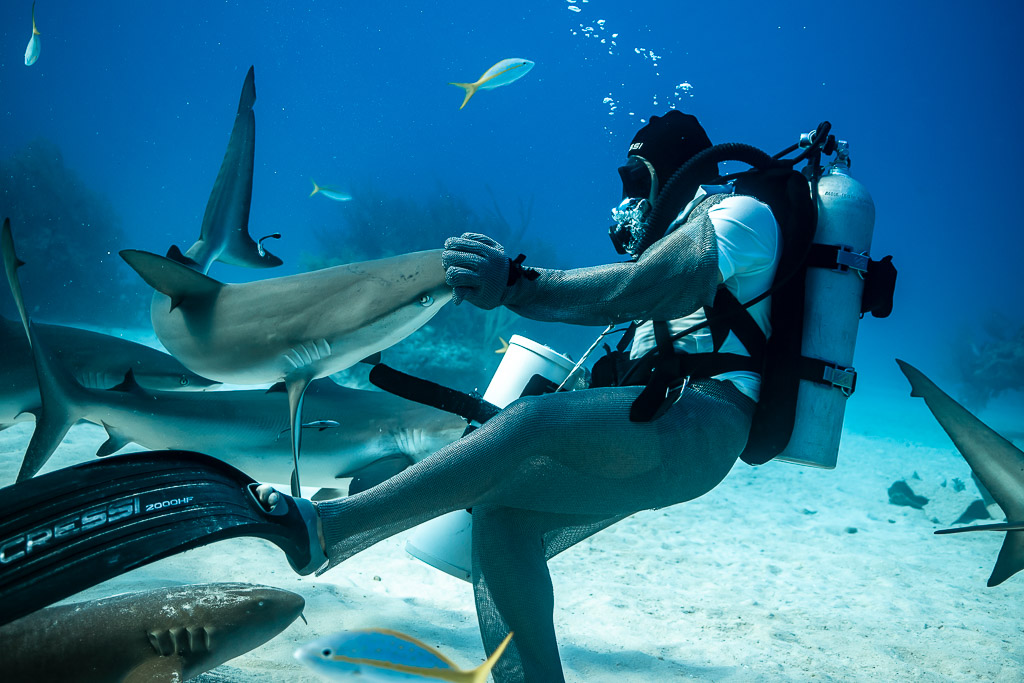 Reef shark nosing at feeder's hand as he stretches out a fin, Shark Junction, Grand Bahama, Bahamas