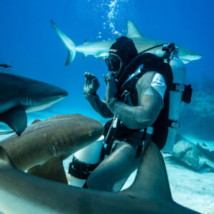 Nurse sharks at feeder's feet, reef sharks circling overhead, Shark Junction, Grand Bahama, Bahamas