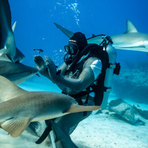 Nurse shark gliding past feeder's open hands, reef sharks beyond, Shark Junction, Grand Bahama, Bahamas