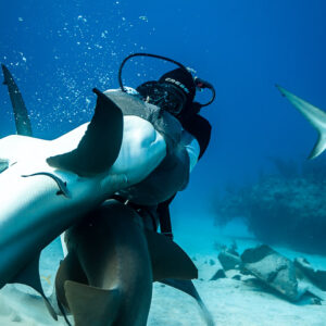 Belly-up Caribbean reef shark in feeder's arms above a nurse shark, debris behind, Shark Junction, Grand Bahama, Bahamas