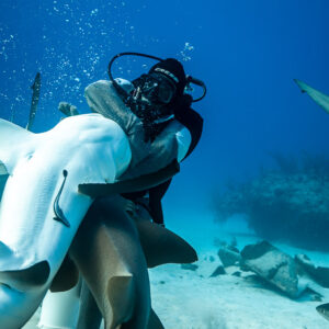Feeder holding an inverted reef shark white belly forward, nurse shark below, Shark Junction, Grand Bahama, Bahamas