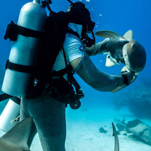 Rear view of feeder holding a nurse shark's head at arm's length, Shark Junction, Grand Bahama, Bahamas