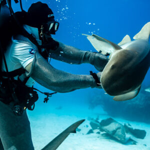 Feeder turning a nurse shark head-on toward the camera, rear view, Shark Junction, Grand Bahama, Bahamas