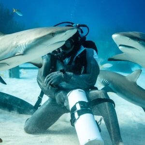 Kneeling chain-mail feeder with reef sharks passing over his head, Shark Junction, Grand Bahama, Bahamas